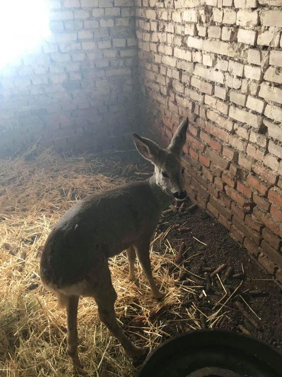 Новини Вінниці - фото з У Бершадському районі лісники врятували поранену та отруєну козулю У Бершадському районі лісники врятували поранену та отруєну козулю, фото №3 на сайті 20minut.ua