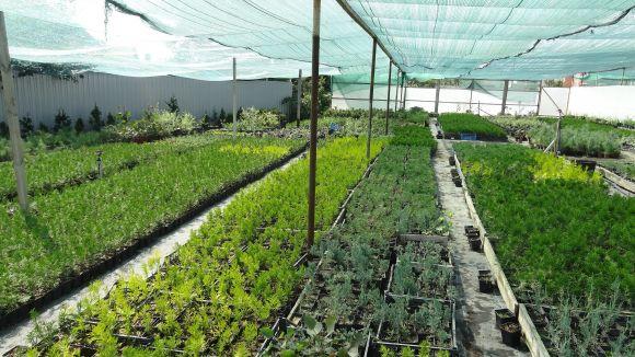 Садово-ландшафтний центр «Краєвид»: наші рослини приживаються у 99% випадків (Новини компаній), фото №1 на сайті 20minut.ua