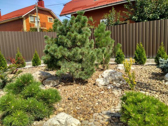 Садово-ландшафтний центр «Краєвид»: наші рослини приживаються у 99% випадків (Новини компаній), фото №5 на сайті 20minut.ua