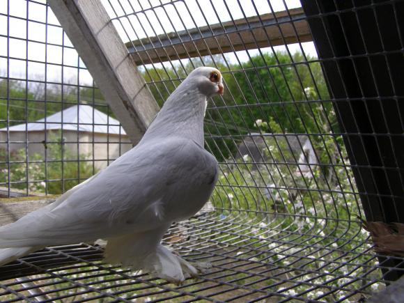 Новини Вінниці - фото з Вінничанин отримав від посла Узбекистану елітних голубів з короткими дзьобами Вінничанин отримав від посла Узбекистану елітних голубів з короткими дзьобами, фото №4 на сайті 20minut.ua