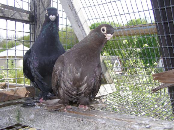 Новини Вінниці - фото з Вінничанин отримав від посла Узбекистану елітних голубів з короткими дзьобами Вінничанин отримав від посла Узбекистану елітних голубів з короткими дзьобами, фото №1 на сайті 20minut.ua