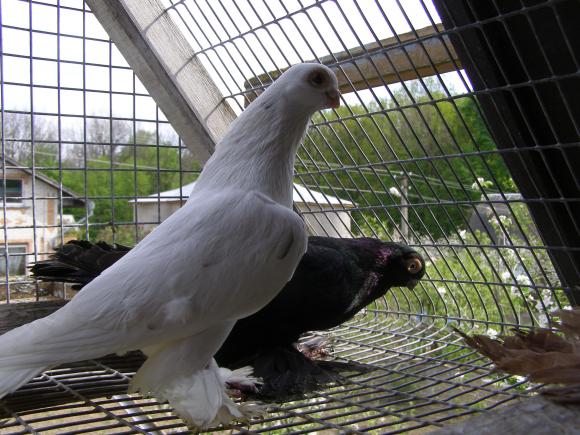 Новини Вінниці - фото з Вінничанин отримав від посла Узбекистану елітних голубів з короткими дзьобами Вінничанин отримав від посла Узбекистану елітних голубів з короткими дзьобами, фото №3 на сайті 20minut.ua