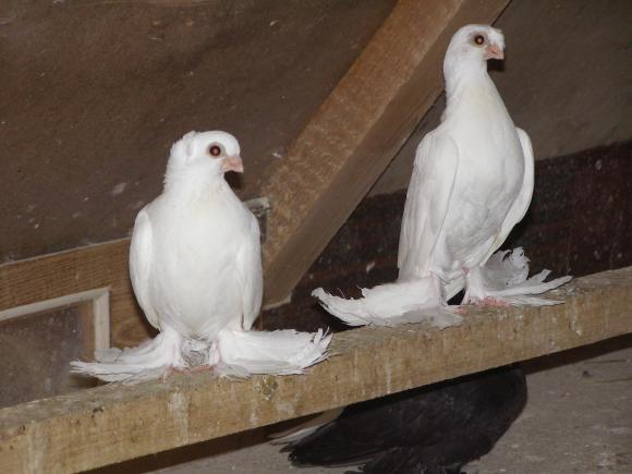 Новини Вінниці - фото з Вінничанин отримав від посла Узбекистану елітних голубів з короткими дзьобами Вінничанин отримав від посла Узбекистану елітних голубів з короткими дзьобами, фото №6 на сайті 20minut.ua