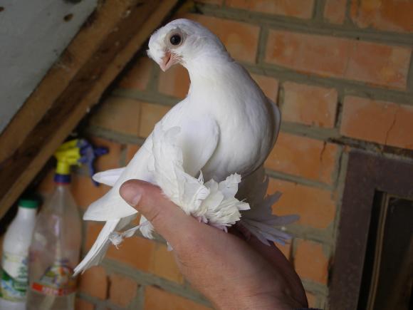 Новини Вінниці - фото з Вінничанин отримав від посла Узбекистану елітних голубів з короткими дзьобами Вінничанин отримав від посла Узбекистану елітних голубів з короткими дзьобами, фото №5 на сайті 20minut.ua