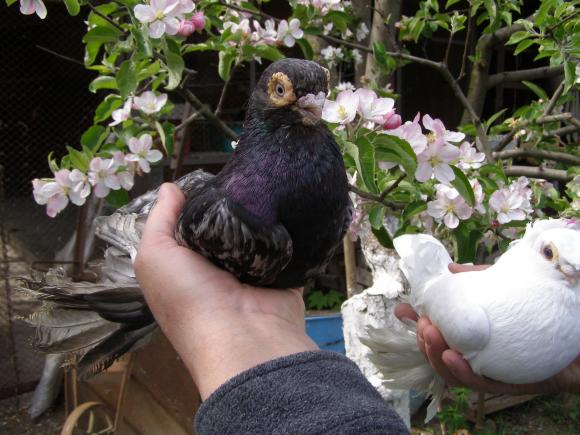 Новини Вінниці - фото з Вінничанин отримав від посла Узбекистану елітних голубів з короткими дзьобами Вінничанин отримав від посла Узбекистану елітних голубів з короткими дзьобами, фото №2 на сайті 20minut.ua