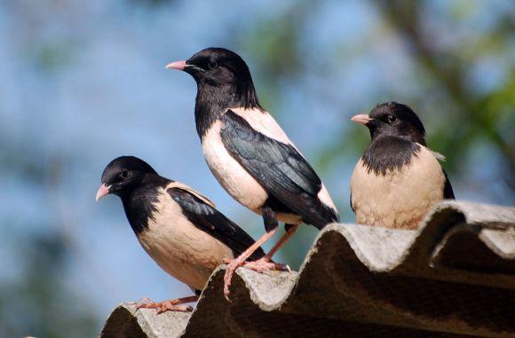 «Підняв голову – очам не повірив»  - 19 нових видів птахів  на Вінниччині, фото №2 на сайті 20minut.ua