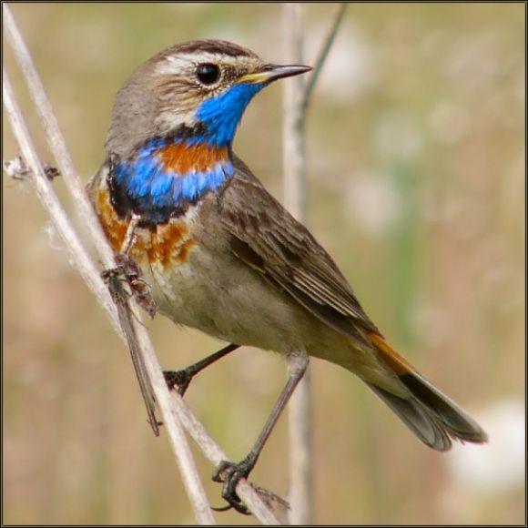 «Підняв голову – очам не повірив»  - 19 нових видів птахів  на Вінниччині, фото №6 на сайті 20minut.ua