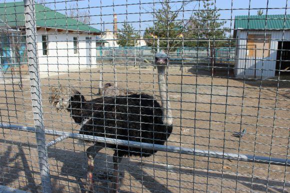Новини Вінниці - фото з Подільський зоопарк: що варто знати відвідувачам і як туди дістатися Подільський зоопарк: що варто знати відвідувачам і як туди дістатися, фото №1 на сайті 20minut.ua
