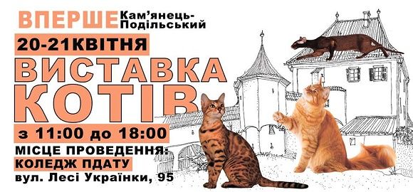 Новини Кам'янця-Подільського - фото з У Кам’янці вперше відбудеться Національна виставка котів У Кам’янці вперше відбудеться Національна виставка котів, фото №1 на сайті 20minut.ua