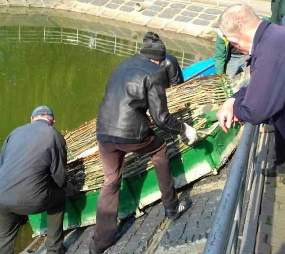 Новини Вінниці - фото з Лебеді Руслан і Людмила повернулися на озеро у парку. А де маленькі лебеденята? Лебеді Руслан і Людмила повернулися на озеро у парку. А де маленькі лебеденята?, фото №5 на сайті 20minut.ua