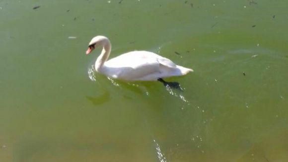 Новини Вінниці - фото з Лебеді Руслан і Людмила повернулися на озеро у парку. А де маленькі лебеденята? Лебеді Руслан і Людмила повернулися на озеро у парку. А де маленькі лебеденята?, фото №4 на сайті 20minut.ua