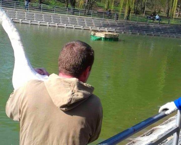 Новини Вінниці - фото з Лебеді Руслан і Людмила повернулися на озеро у парку. А де маленькі лебеденята? Лебеді Руслан і Людмила повернулися на озеро у парку. А де маленькі лебеденята?, фото №3 на сайті 20minut.ua