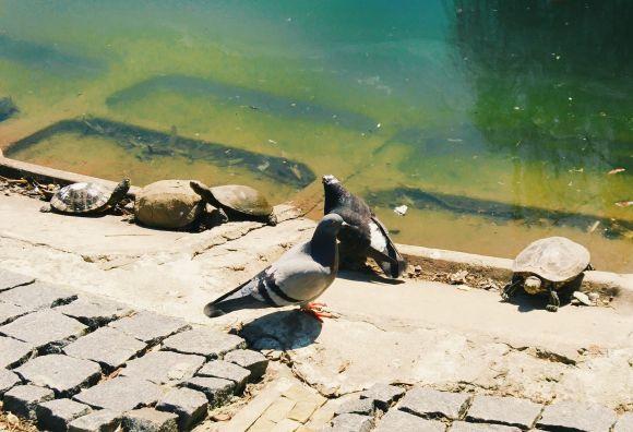 Новини Вінниці - фото з Лебеді Руслан і Людмила повернулися на озеро у парку. А де маленькі лебеденята? Лебеді Руслан і Людмила повернулися на озеро у парку. А де маленькі лебеденята?, фото №6 на сайті 20minut.ua