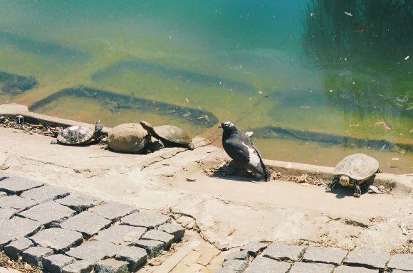 Новини Вінниці - фото з Лебеді Руслан і Людмила повернулися на озеро у парку. А де маленькі лебеденята? Лебеді Руслан і Людмила повернулися на озеро у парку. А де маленькі лебеденята?, фото №7 на сайті 20minut.ua