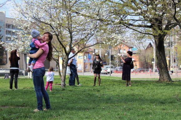 Біля Книжки розцвіли магнолії (ФОТО ДНЯ), фото №1 на сайті 20minut.ua