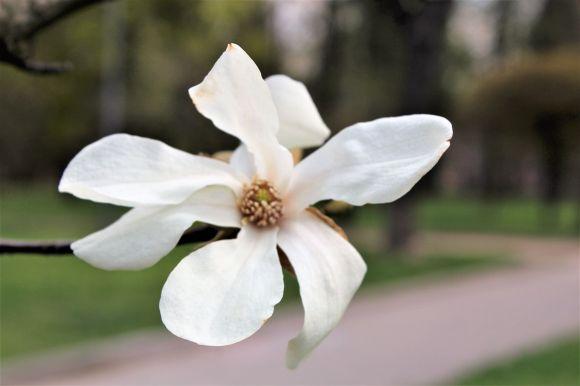Біля Книжки розцвіли магнолії (ФОТО ДНЯ), фото №3 на сайті 20minut.ua
