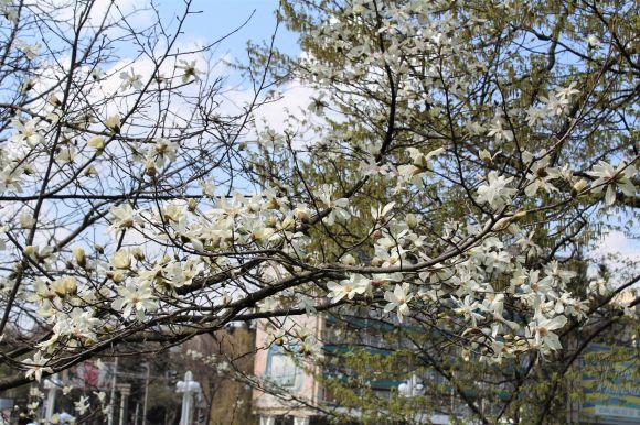 Біля Книжки розцвіли магнолії (ФОТО ДНЯ), фото №4 на сайті 20minut.ua