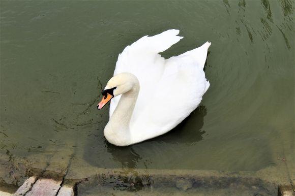 Новини Вінниці - фото з На огорожу для парку Горького дають майже шість мільйонів гривень На огорожу для парку Горького дають майже шість мільйонів гривень, фото №6 на сайті 20minut.ua