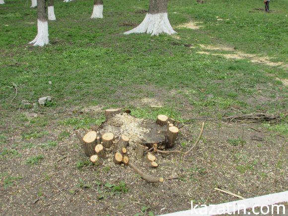 Новини Козятина - фото з Нищівно вирізали парк залізничників (оновлено) Нищівно вирізали парк залізничників (оновлено), фото №6 на сайті 20minut.ua