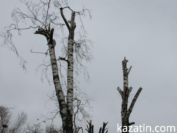 Новини Козятина - фото з Нищівно вирізали парк залізничників (оновлено) Нищівно вирізали парк залізничників (оновлено), фото №8 на сайті 20minut.ua