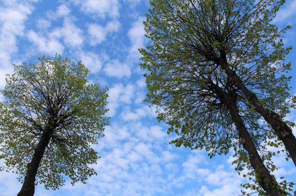 Новини Вінниці - фото з Сакури, велодоріжка і нові дороги. Якою буде Замостянська після реконструкції Сакури, велодоріжка і нові дороги. Якою буде Замостянська після реконструкції, фото №4 на сайті 20minut.ua