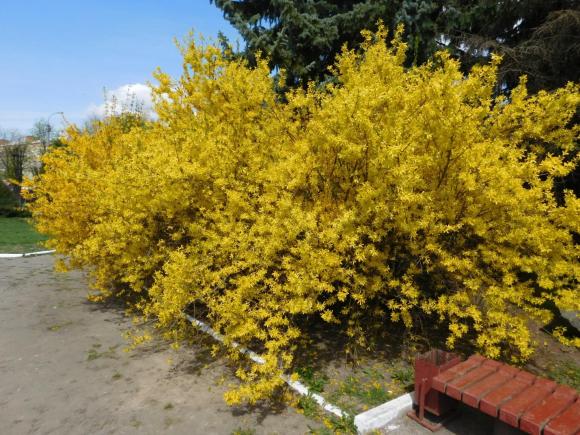 Новини Хмельницького - фото з Магнолія, форзиція і айва японська. Як розквітає Ботанічний сад ХНУ C:\Users\Користувач\Desktop\Ботан.сад\DSCN8021.JPG