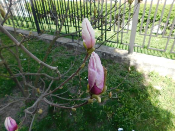 Новини Хмельницького - фото з Магнолія, форзиція і айва японська. Як розквітає Ботанічний сад ХНУ C:\Users\Користувач\Desktop\Ботан.сад\DSCN8027.JPG