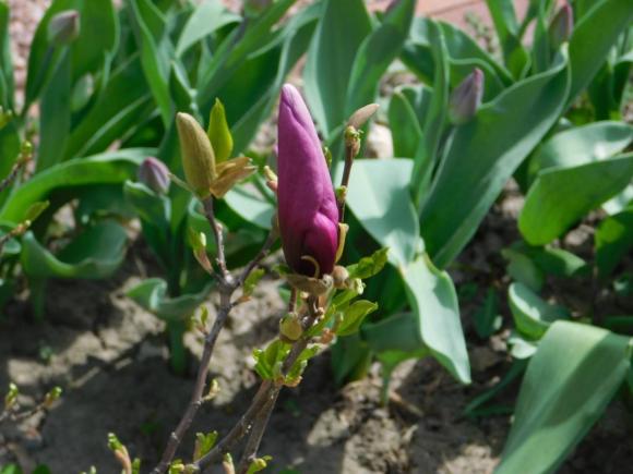 Новини Хмельницького - фото з Магнолія, форзиція і айва японська. Як розквітає Ботанічний сад ХНУ C:\Users\Користувач\Desktop\Ботан.сад\DSCN8067.JPG