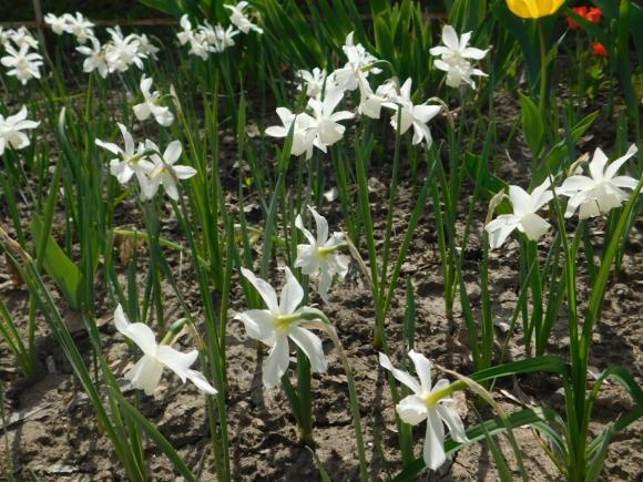 Новини Хмельницького - фото з Магнолія, форзиція і айва японська. Як розквітає Ботанічний сад ХНУ C:\Users\Користувач\Desktop\Ботан.сад\DSCN8060.JPG