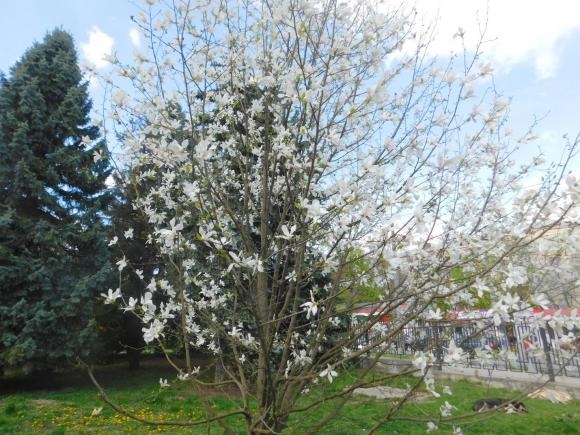 Новини Хмельницького - фото з Магнолія, форзиція і айва японська. Як розквітає Ботанічний сад ХНУ C:\Users\Користувач\Desktop\Ботан.сад\DSCN8018.JPG