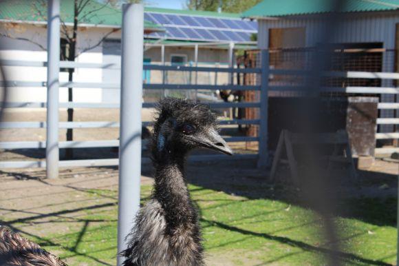Новини Вінниці - фото з Зелені мавпи та м’ясоїдні птахи: фоторепортаж з Подільського зоопарку Зелені мавпи та м’ясоїдні птахи: фоторепортаж з Подільського зоопарку, фото №12 на сайті 20minut.ua