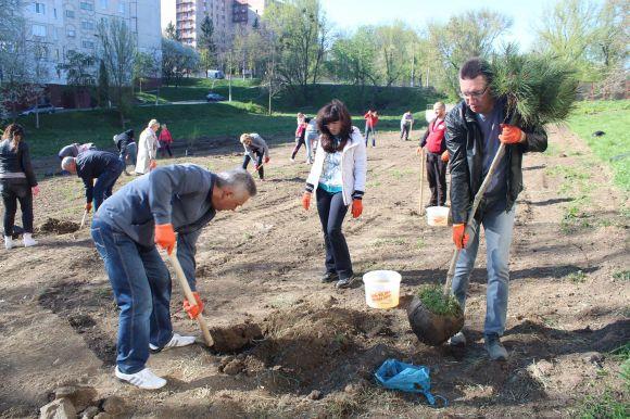 Чиновники взялись за лопати і висадили 150 дерев на Інститутській, фото №2 на сайті vsim.ua