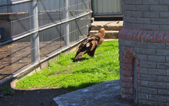 Новини Вінниці - фото з Зелені мавпи та м’ясоїдні птахи: фоторепортаж з Подільського зоопарку Зелені мавпи та м’ясоїдні птахи: фоторепортаж з Подільського зоопарку, фото №10 на сайті 20minut.ua