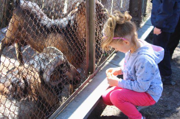 Новини Вінниці - фото з Зелені мавпи та м’ясоїдні птахи: фоторепортаж з Подільського зоопарку Зелені мавпи та м’ясоїдні птахи: фоторепортаж з Подільського зоопарку, фото №6 на сайті 20minut.ua