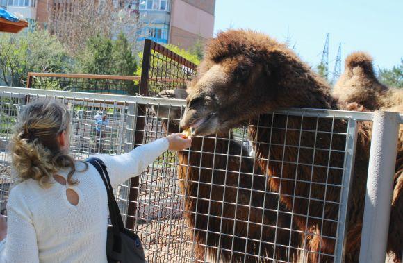 Новини Вінниці - фото з Зелені мавпи та м’ясоїдні птахи: фоторепортаж з Подільського зоопарку Зелені мавпи та м’ясоїдні птахи: фоторепортаж з Подільського зоопарку, фото №5 на сайті 20minut.ua