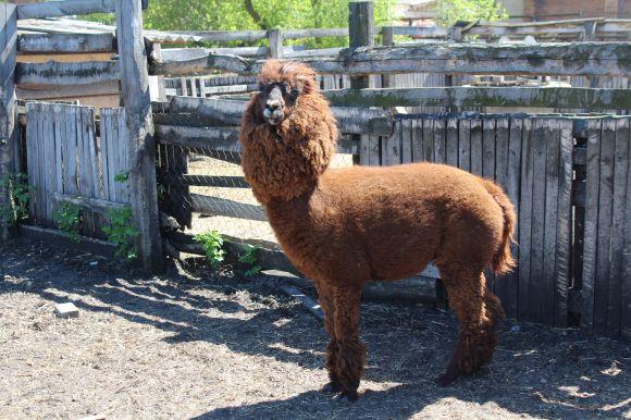 Новини Вінниці - фото з Зелені мавпи та м’ясоїдні птахи: фоторепортаж з Подільського зоопарку Зелені мавпи та м’ясоїдні птахи: фоторепортаж з Подільського зоопарку, фото №22 на сайті 20minut.ua