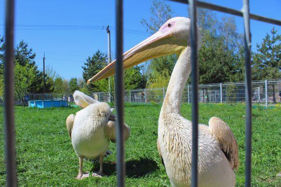 Новини Вінниці - фото з Зелені мавпи та м’ясоїдні птахи: фоторепортаж з Подільського зоопарку Зелені мавпи та м’ясоїдні птахи: фоторепортаж з Подільського зоопарку, фото №24 на сайті 20minut.ua