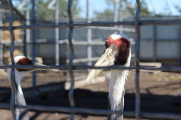 Новини Вінниці - фото з Зелені мавпи та м’ясоїдні птахи: фоторепортаж з Подільського зоопарку Зелені мавпи та м’ясоїдні птахи: фоторепортаж з Подільського зоопарку, фото №11 на сайті 20minut.ua