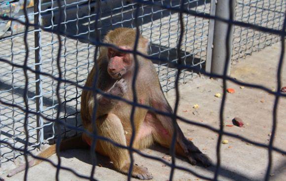 Новини Вінниці - фото з Зелені мавпи та м’ясоїдні птахи: фоторепортаж з Подільського зоопарку Зелені мавпи та м’ясоїдні птахи: фоторепортаж з Подільського зоопарку, фото №15 на сайті 20minut.ua