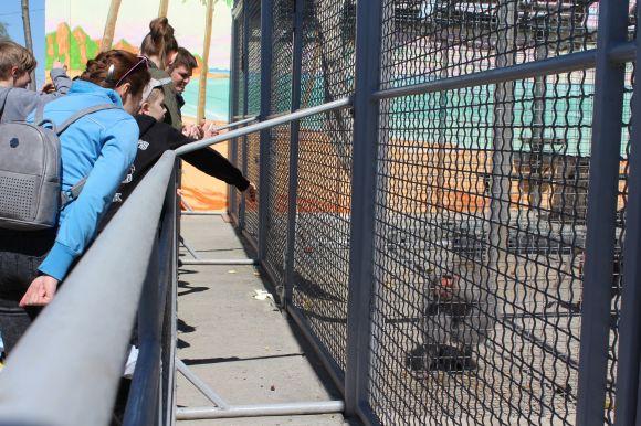 Новини Вінниці - фото з Зелені мавпи та м’ясоїдні птахи: фоторепортаж з Подільського зоопарку Зелені мавпи та м’ясоїдні птахи: фоторепортаж з Подільського зоопарку, фото №17 на сайті 20minut.ua