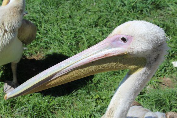 Новини Вінниці - фото з Зелені мавпи та м’ясоїдні птахи: фоторепортаж з Подільського зоопарку Зелені мавпи та м’ясоїдні птахи: фоторепортаж з Подільського зоопарку, фото №23 на сайті 20minut.ua