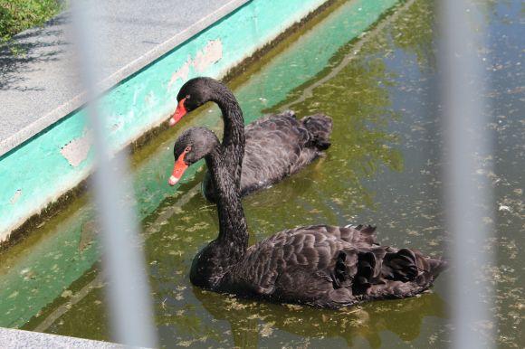 Новини Вінниці - фото з Зелені мавпи та м’ясоїдні птахи: фоторепортаж з Подільського зоопарку Зелені мавпи та м’ясоїдні птахи: фоторепортаж з Подільського зоопарку, фото №27 на сайті 20minut.ua