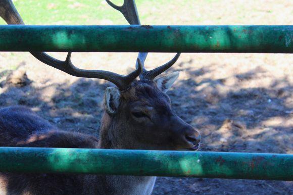 Новини Вінниці - фото з Зелені мавпи та м’ясоїдні птахи: фоторепортаж з Подільського зоопарку Зелені мавпи та м’ясоїдні птахи: фоторепортаж з Подільського зоопарку, фото №19 на сайті 20minut.ua