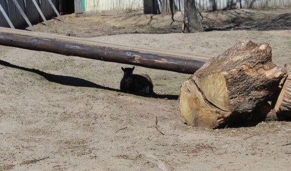 Новини Вінниці - фото з Зелені мавпи та м’ясоїдні птахи: фоторепортаж з Подільського зоопарку Зелені мавпи та м’ясоїдні птахи: фоторепортаж з Подільського зоопарку, фото №26 на сайті 20minut.ua