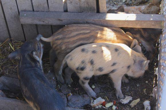 Новини Вінниці - фото з Зелені мавпи та м’ясоїдні птахи: фоторепортаж з Подільського зоопарку Зелені мавпи та м’ясоїдні птахи: фоторепортаж з Подільського зоопарку, фото №21 на сайті 20minut.ua