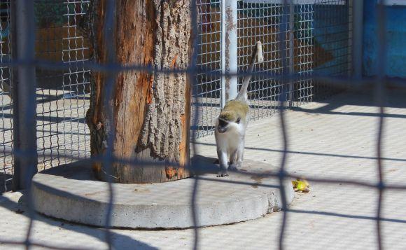 Новини Вінниці - фото з Зелені мавпи та м’ясоїдні птахи: фоторепортаж з Подільського зоопарку Зелені мавпи та м’ясоїдні птахи: фоторепортаж з Подільського зоопарку, фото №16 на сайті 20minut.ua
