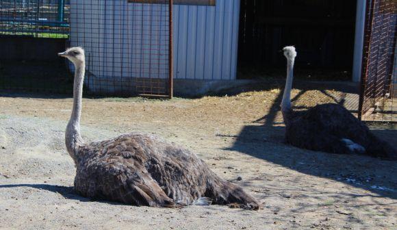 Новини Вінниці - фото з Зелені мавпи та м’ясоїдні птахи: фоторепортаж з Подільського зоопарку Зелені мавпи та м’ясоїдні птахи: фоторепортаж з Подільського зоопарку, фото №13 на сайті 20minut.ua