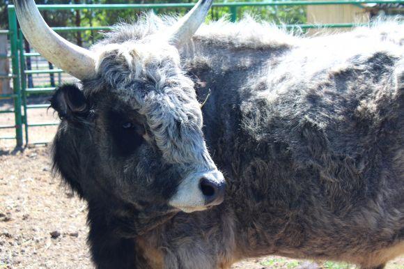 Новини Вінниці - фото з Зелені мавпи та м’ясоїдні птахи: фоторепортаж з Подільського зоопарку Зелені мавпи та м’ясоїдні птахи: фоторепортаж з Подільського зоопарку, фото №25 на сайті 20minut.ua