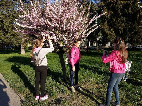 Новини Тернополя - фото з Фото дня: біля сакури на Майдані Волі тернополянки проводять фотосесії Фото дня: біля сакури на Майдані Волі тернополянки проводять фотосесії, фото №1 на сайті 20minut.ua