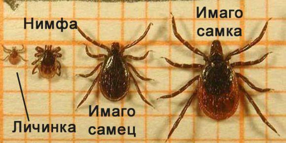 Новини Вінниці - фото з Сезон кліщів у розпалі. Як можна захиститись та що робити, якщо  вкусили? Сезон кліщів у розпалі. Як можна захиститись та що робити, якщо  вкусили?, фото №1 на сайті 20minut.ua